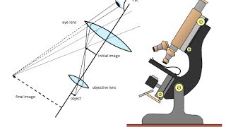 How to calculate microscope image size [upl. by Thielen81]