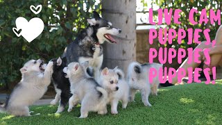 What do Alaskan Klee KaiMiniature Husky Puppies Look Like [upl. by Packer]