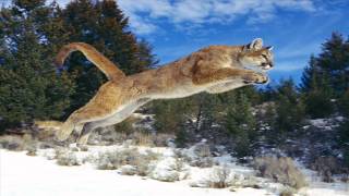 Mountain Lion Roar Sounds [upl. by Chura]