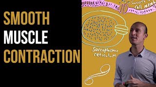 1 Minute Recap  Smooth Muscle Contraction [upl. by Zosima]