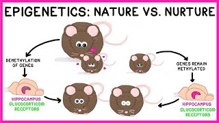 Epigenetics Nature vs Nurture [upl. by Der]