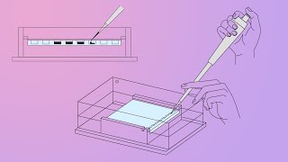 DNALC Short Gel Electrophoresis [upl. by Ikin]