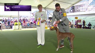 Azawakhs  Breed Judging 2023 [upl. by Bettzel]