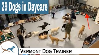 Dog Daycare with 29 Dogs [upl. by Palmer377]