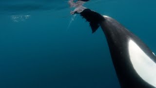 Orcas Caught Slapping Stingray With Tail [upl. by Raasch]