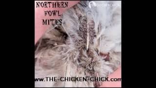 Poultry Mites amp Lice Treatment in Backyard Chickens with Elector PSP [upl. by Pontias767]