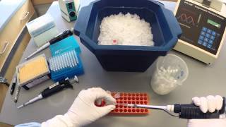 PCR Protocol  Part 1 [upl. by Eleph449]