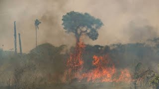 Zerstörung des Regenwalds Umweltorganisation WWF schlägt Alarm [upl. by Odell]