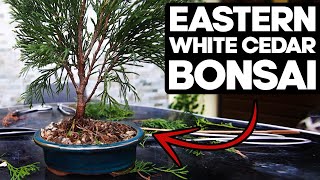 How to Bonsai an Eastern White Cedar🌲Thuja Occidentalis [upl. by Tigdirb95]