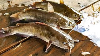 Catch Clean amp Cook Bullhead Catfish amp Bullhead Fishing contest [upl. by Enehs]