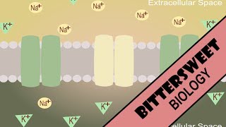 Neuron Resting Potential  Resting Membrane Potential [upl. by Rolando669]