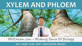 Transport in plants  Xylem and Phloem  GCSE Biology 91 [upl. by Akenna]