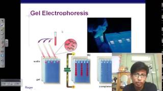 Gel Electrophoresis of DNA [upl. by Kippy999]