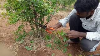 Pruning method in pomegranate [upl. by Yxor]