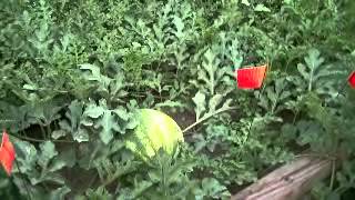 how to grow watermelons  1 [upl. by Zsa Zsa]