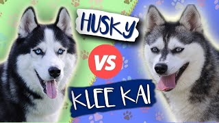 Alaskan Klee Kai vs Siberian Husky Which Is Better Dog vs Dog [upl. by Amund]