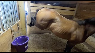 Problem Horse  Food Aggression [upl. by Kosse]