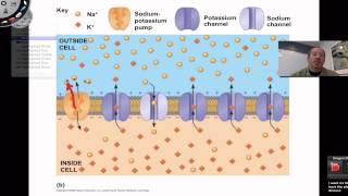 Resting Membrane Potential [upl. by Nylsaj]