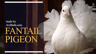 Fantail Pigeon [upl. by Raybin609]