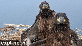 West End Bald Eagle Cam powered by EXPLOREorg [upl. by Remus]