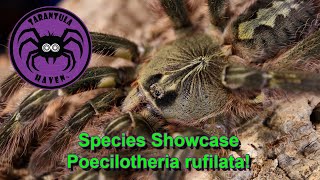 Species Showcase Poecilotheria rufilata [upl. by Lianna]