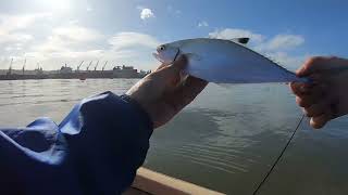 10 Species  Light Tackle Fishing in Durban Harbour [upl. by Witherspoon579]