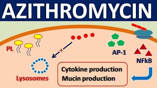 Azithromycin  Mechanism side effects precautions amp uses [upl. by Oloap207]