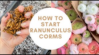 How To Pre Sprout Ranunculus Corms  Planting Ranunculus  Ranunculus Bulbs  Flower Farming [upl. by Anthiathia435]