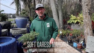 Facts About Soft Caress Mahonia [upl. by Nertie]