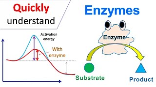 Enzymes [upl. by Lewanna852]