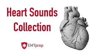 Heart Sounds Collection  EMTprepcom [upl. by Hussey827]