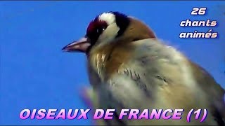 CHANTS dOISEAUX de FRANCE  28 chants [upl. by Wilson]