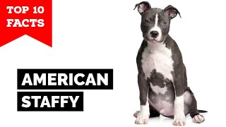 American Staffordshire Terrier  Top 10 Facts Amstaff [upl. by Mcleroy]