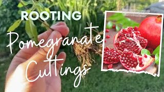 Pomegranate Cutting Rooting Tutorial [upl. by Anaoy]