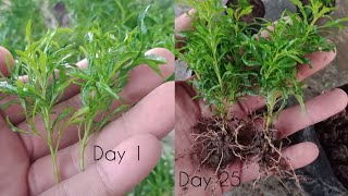 How To Grow Aralia From Cuttings  Golden Aralia Propagation [upl. by Owain]