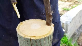 Cevizde Kalem Aşı Uygulaması  How to Bark Grafting Technique on Walnut Tree [upl. by Hamner]