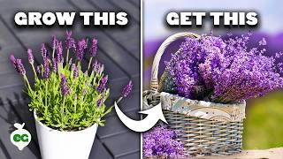 5 Tips to Grow Perfect Lavender [upl. by Ploss]