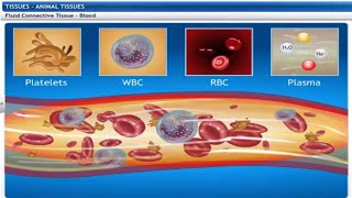 CBSE Class 9 Science  6  Tissues  Full Chapter  by Shiksha House [upl. by Anyak]