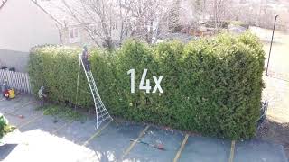 How to trim BIG cedar hedges [upl. by Buckels]