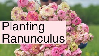 How To Plant Ranunculus  PepperHarrow Farm [upl. by Theola]