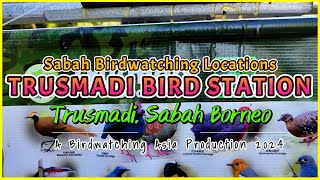 Trusmadi Bird Station Hide [upl. by Charleen]