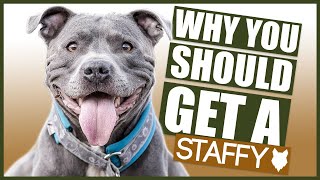 STAFFORDSHIRE BULL TERRIER 5 Reasons Why YOU SHOULD GET a Staffy [upl. by Trever]