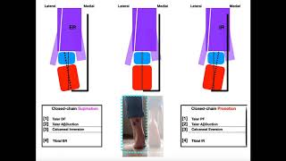 The Subtalar Joint Part 2  Pronation vs Supination EXPLAINED [upl. by Anerev]