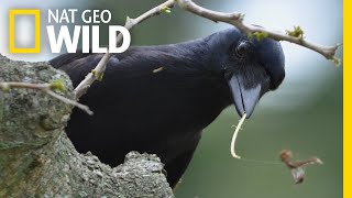 ToolMaking Crows Are Even Smarter Than We Thought  Nat Geo Wild [upl. by Muriah]