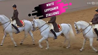 Spanish Riding School Grand Finale  White Lippizaner Stallions [upl. by Denzil974]