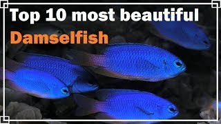 Top 10 most beautiful Damselfish [upl. by Landon]