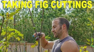 Taking Fig Cuttings and Storing Fig Cuttings When and How To [upl. by Nikolia]