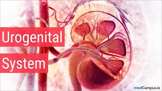 Embryology Urogenital System [upl. by Ecadnarb]