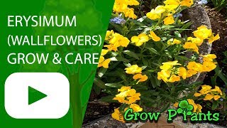 Erysimum Wallflowers  grow amp care [upl. by Leoine]