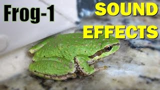 Frog Sound 1  Sound Effects [upl. by Cleopatre]